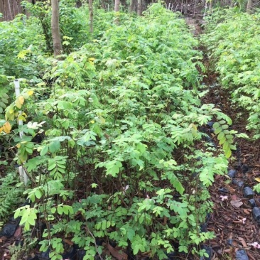 粉花山扁豆