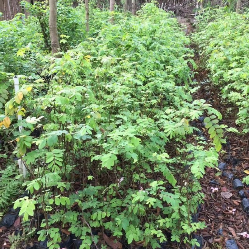 粉花山扁豆