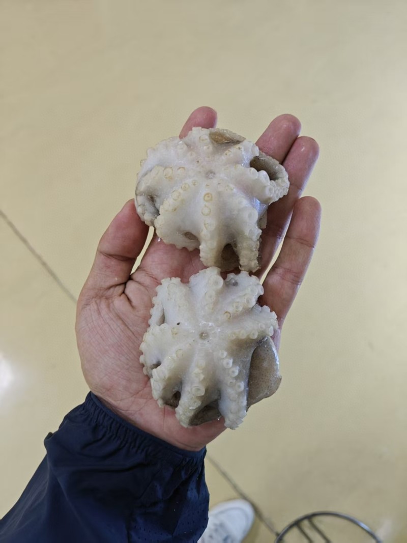 翻花小章鱼