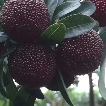 龙海杨梅
