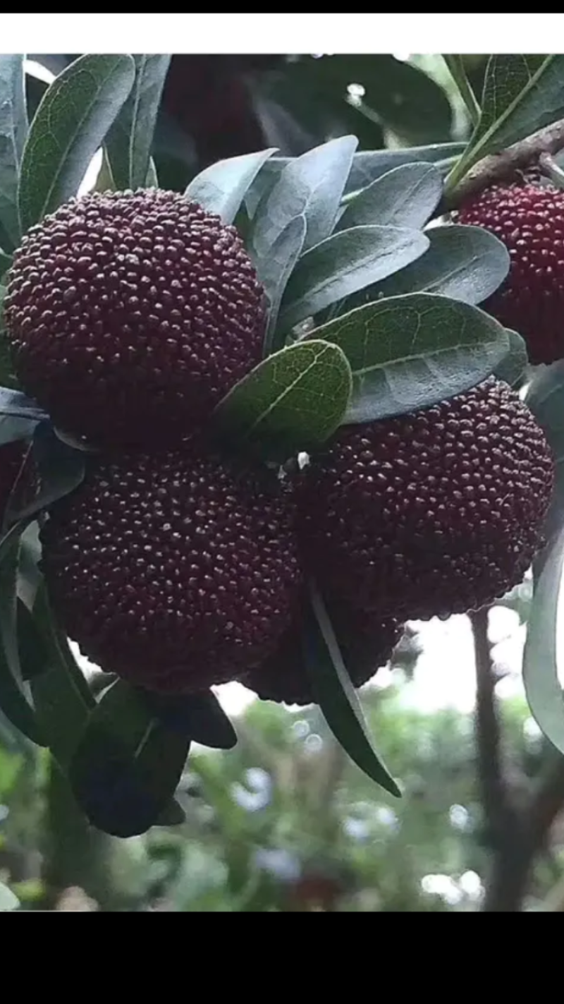 龙海杨梅