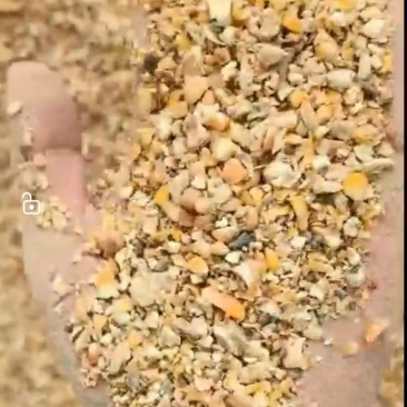 碎玉米玉米渣家禽饲料
