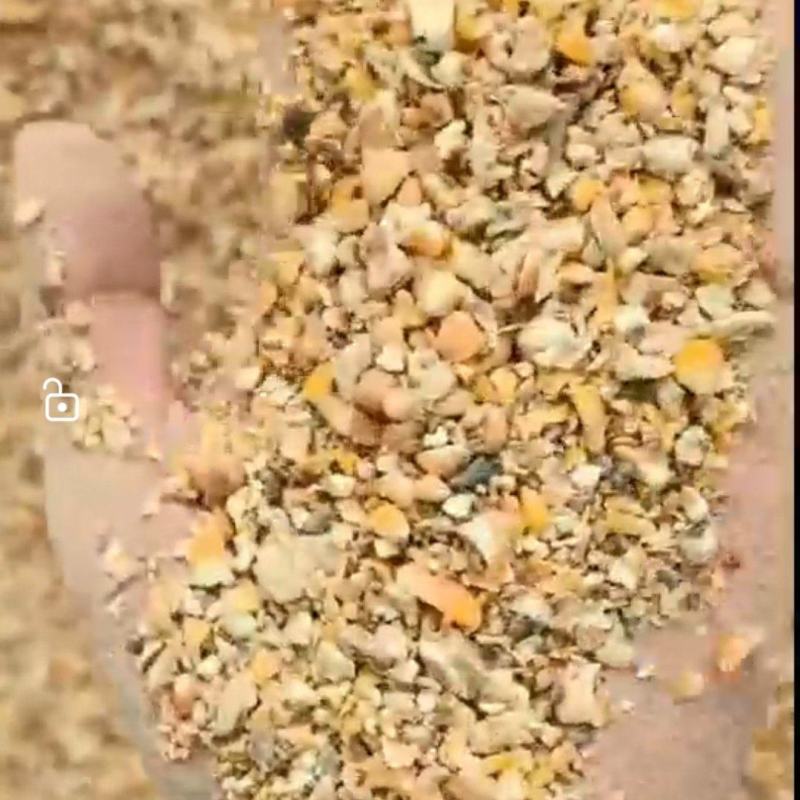 碎玉米玉米渣家禽饲料
