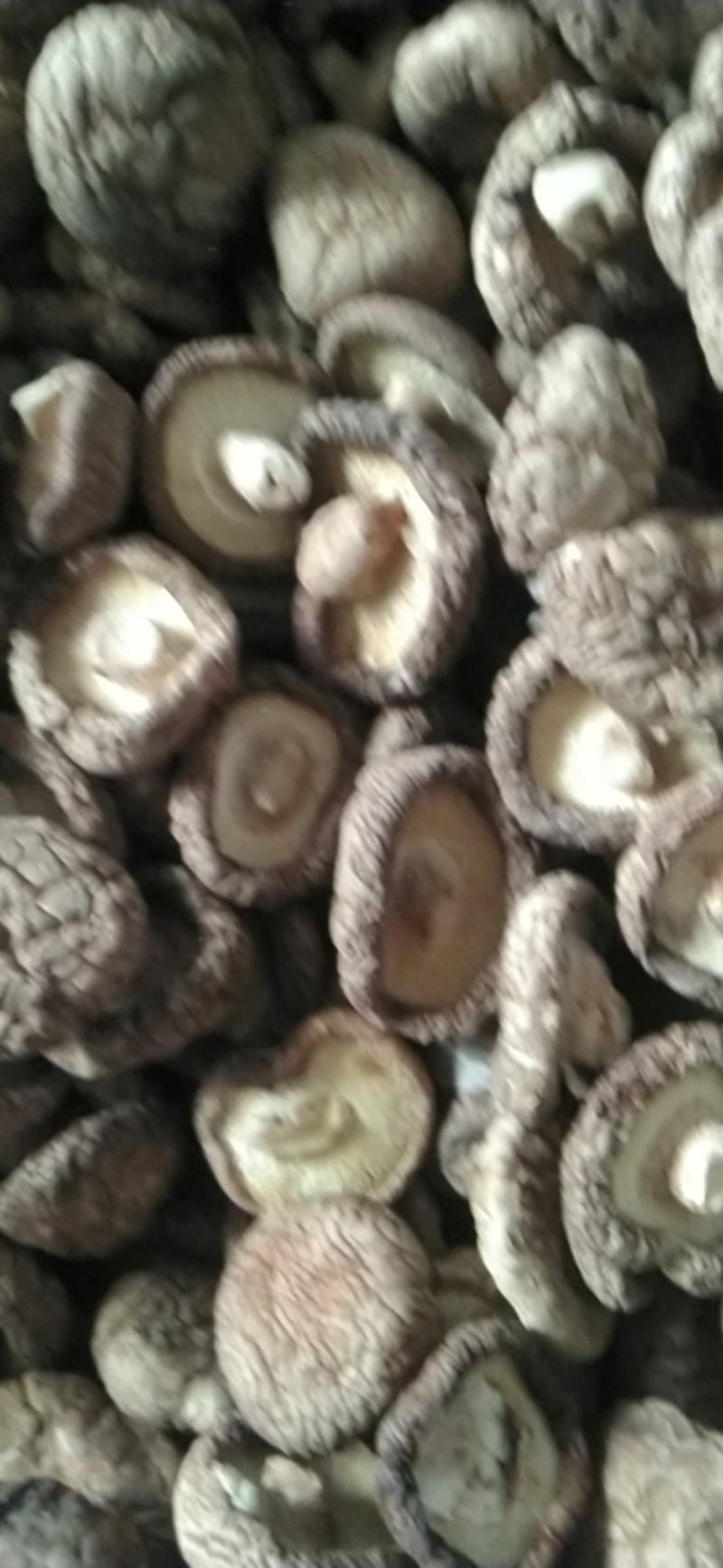河北香菇干香菇产地直大量上市发耐储存易运输对接全国供应