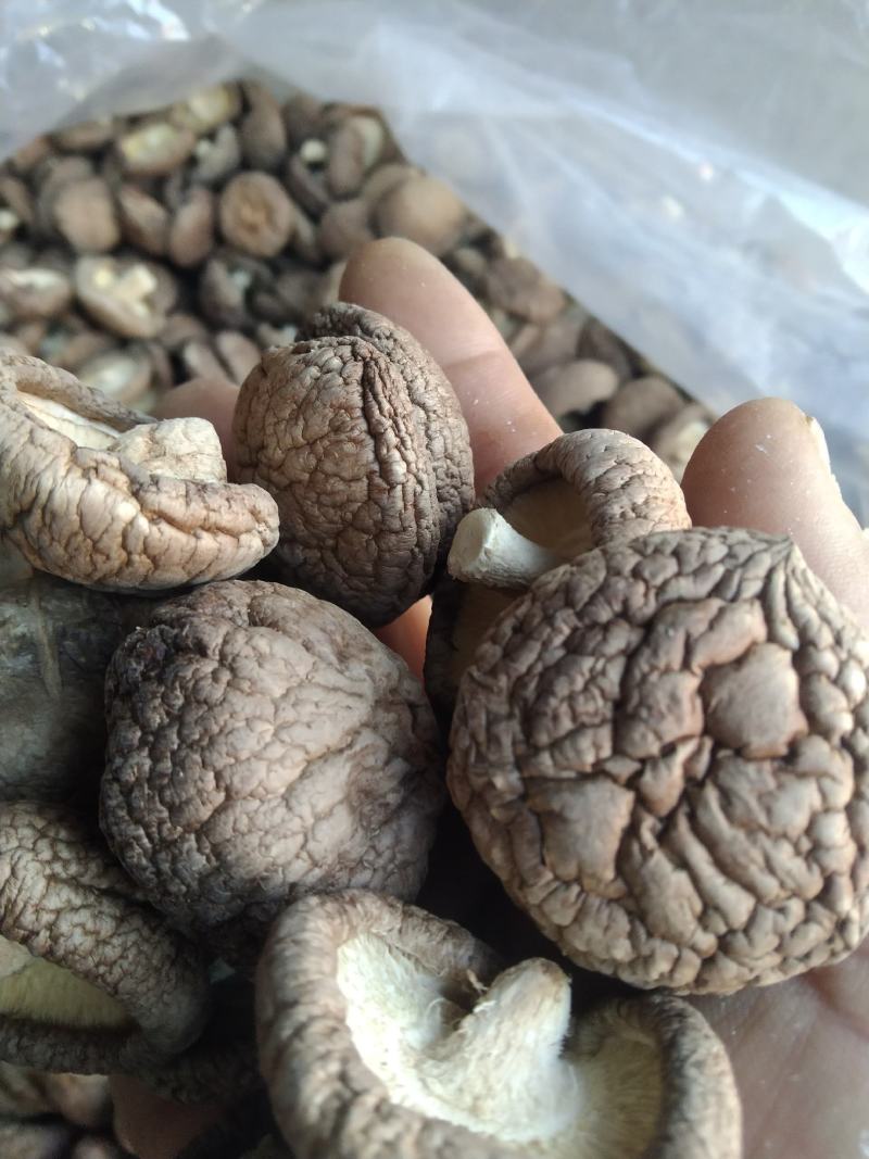 河北香菇干香菇产地直大量上市发耐储存易运输对接全国供应