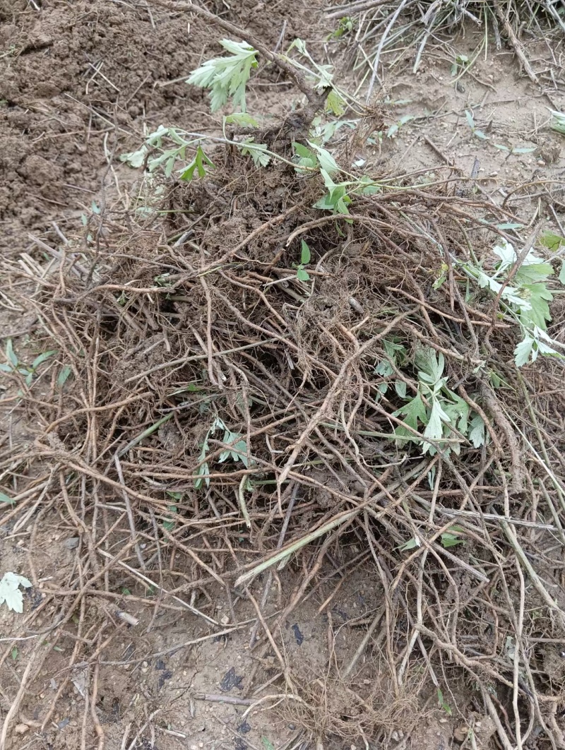 蕲艾干艾叶湖北蕲春李时珍故乡蕲艾北纬三十度纯艾叶手工艾叶