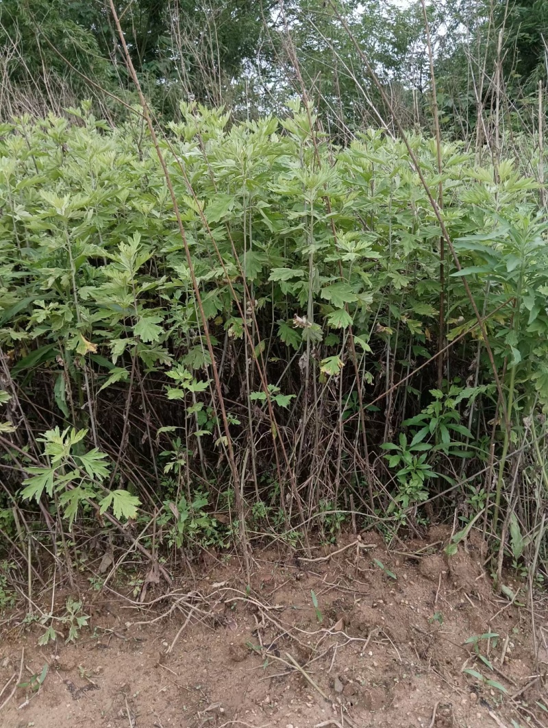 蕲艾干艾叶湖北蕲春李时珍故乡蕲艾北纬三十度纯艾叶手工艾叶