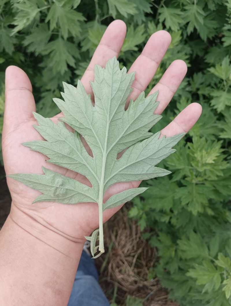 蕲艾干艾叶湖北蕲春李时珍故乡蕲艾北纬三十度纯艾叶手工艾叶