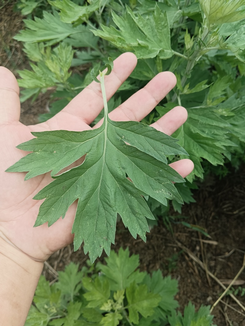 蕲艾干艾叶湖北蕲春李时珍故乡蕲艾北纬三十度纯艾叶手工艾叶