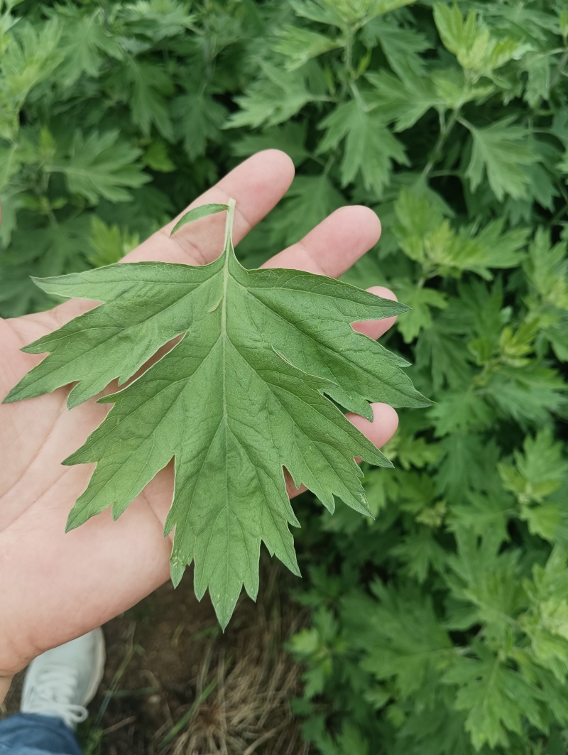 蕲艾干艾叶湖北蕲春李时珍故乡蕲艾北纬三十度纯艾叶手工艾叶
