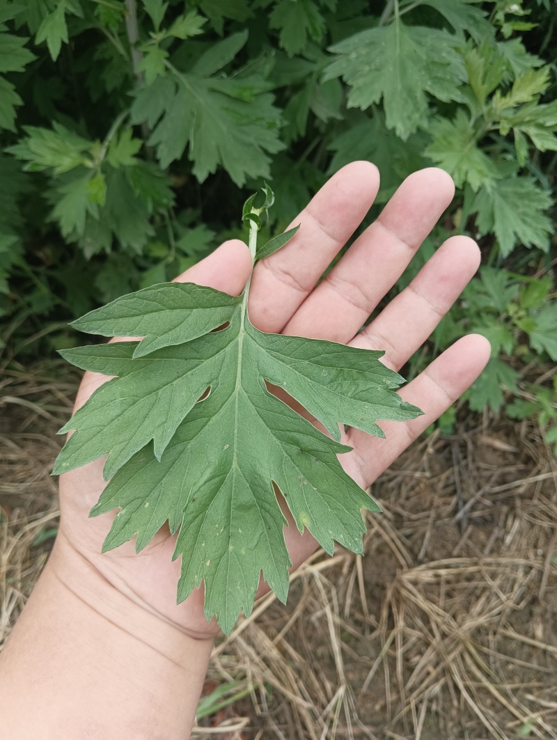 蕲艾干艾叶湖北蕲春李时珍故乡蕲艾北纬三十度纯艾叶手工艾叶