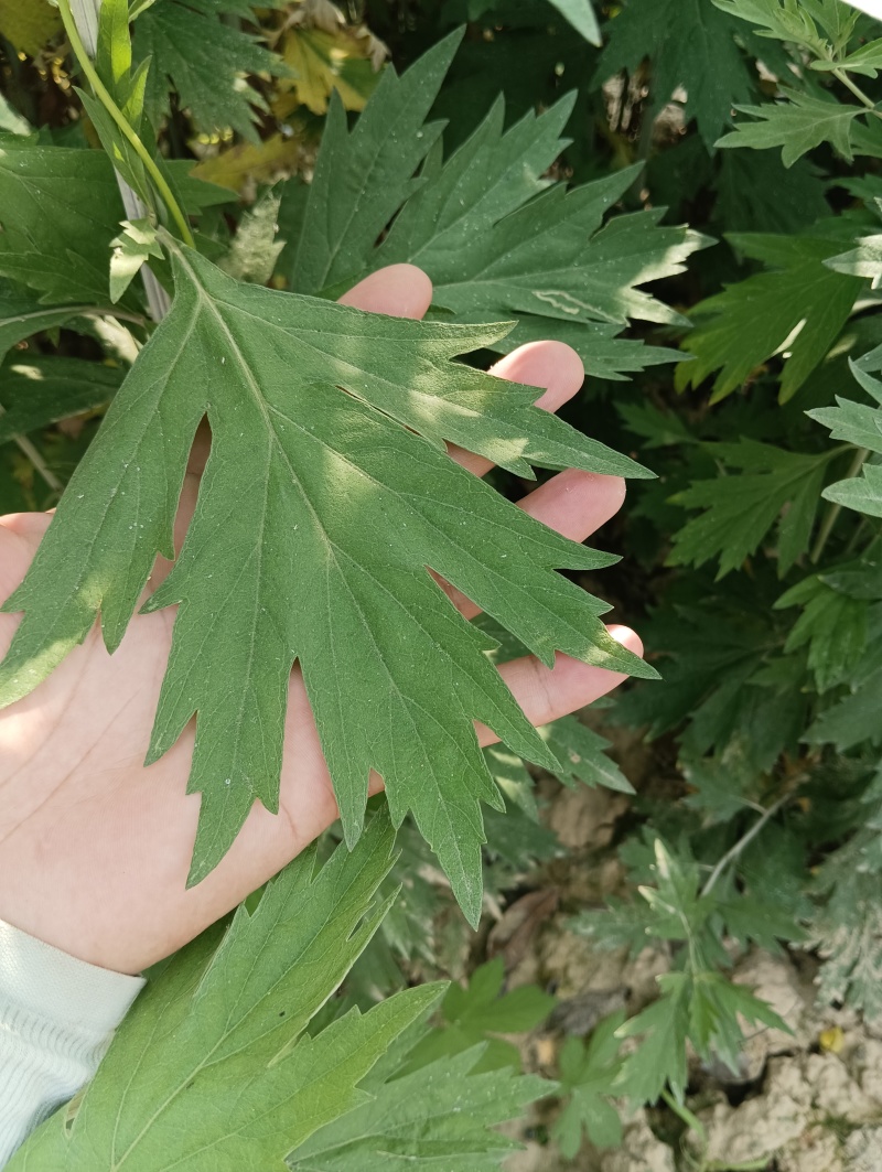 蕲艾干艾叶湖北蕲春李时珍故乡蕲艾北纬三十度纯艾叶手工艾叶
