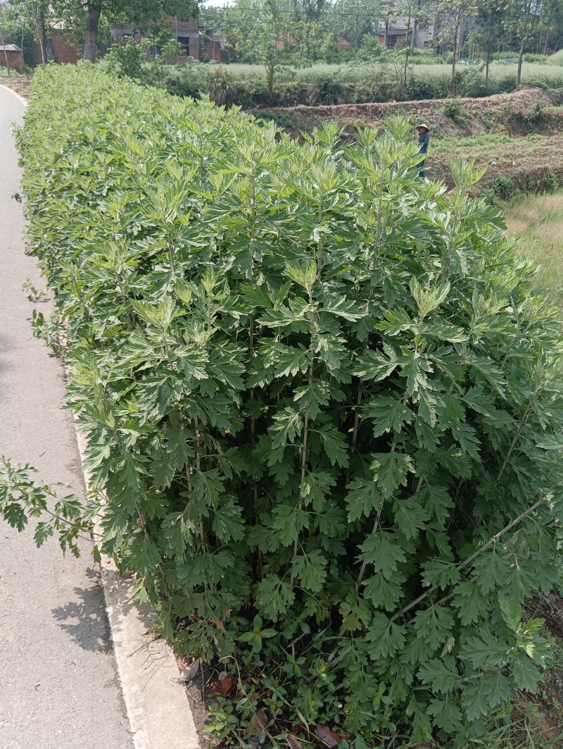蕲艾干艾叶湖北蕲春李时珍故乡蕲艾北纬三十度纯艾叶手工艾叶