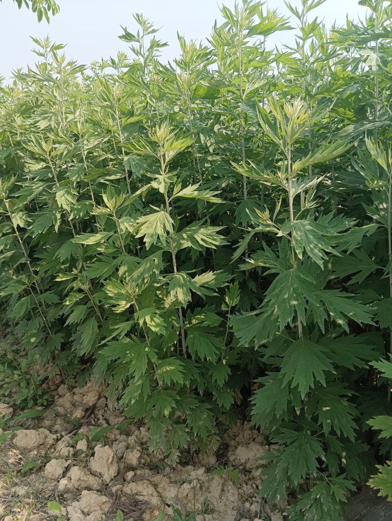 蕲艾干艾叶湖北蕲春李时珍故乡蕲艾北纬三十度纯艾叶手工艾叶