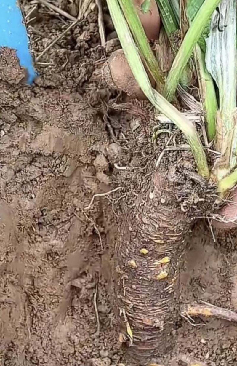 找长期合作收购药材厂家