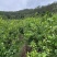优力克柠檬青果80克到180克一级果