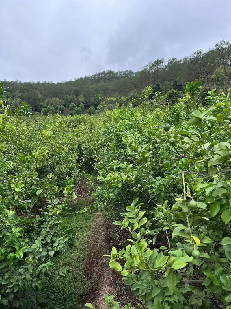 优力克柠檬青果80克到180克一级果