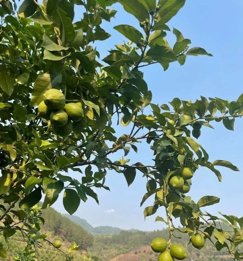 优力克柠檬青果80克到180克一级果