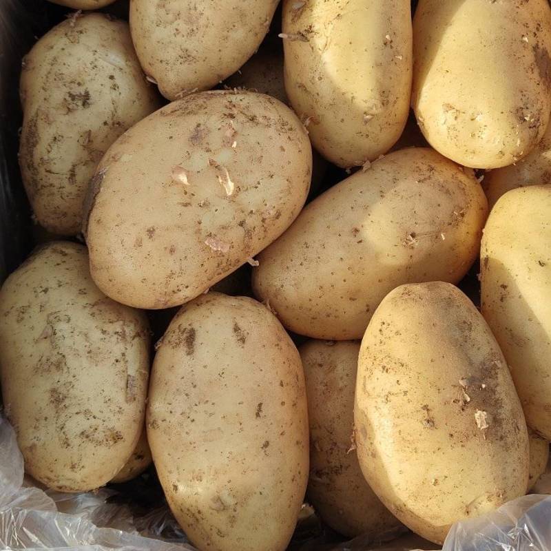 河南黄心土豆大量上市沃土系列