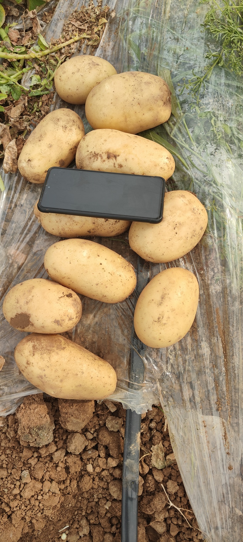 河南黄心土豆大量上市沃土系列