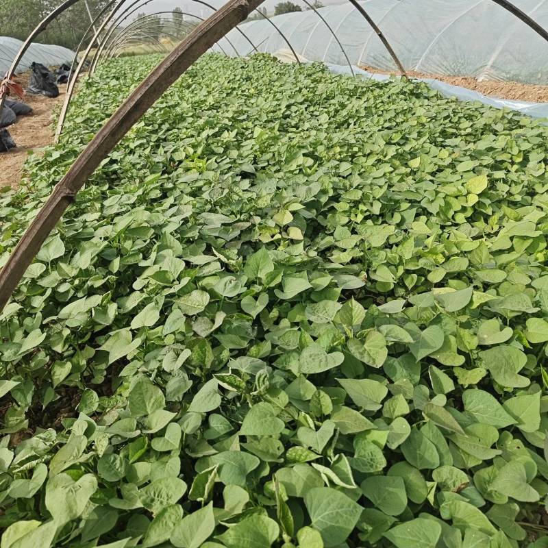 原种脱毒红薯大田苗产地直发欢迎订购合作共赢