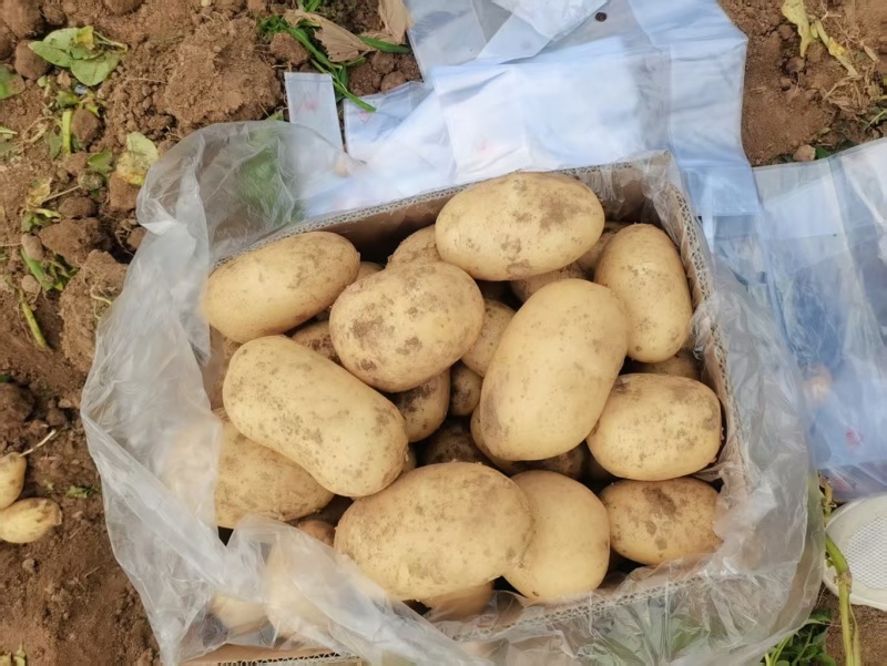 河南黄心土豆大量上市沃土系列