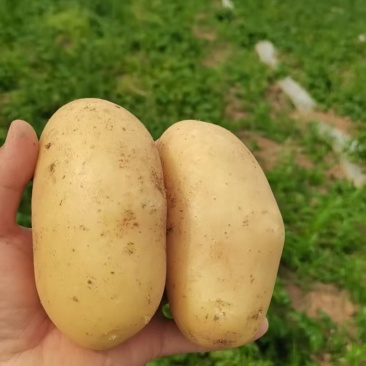河南黄心土豆大量上市沃土系列