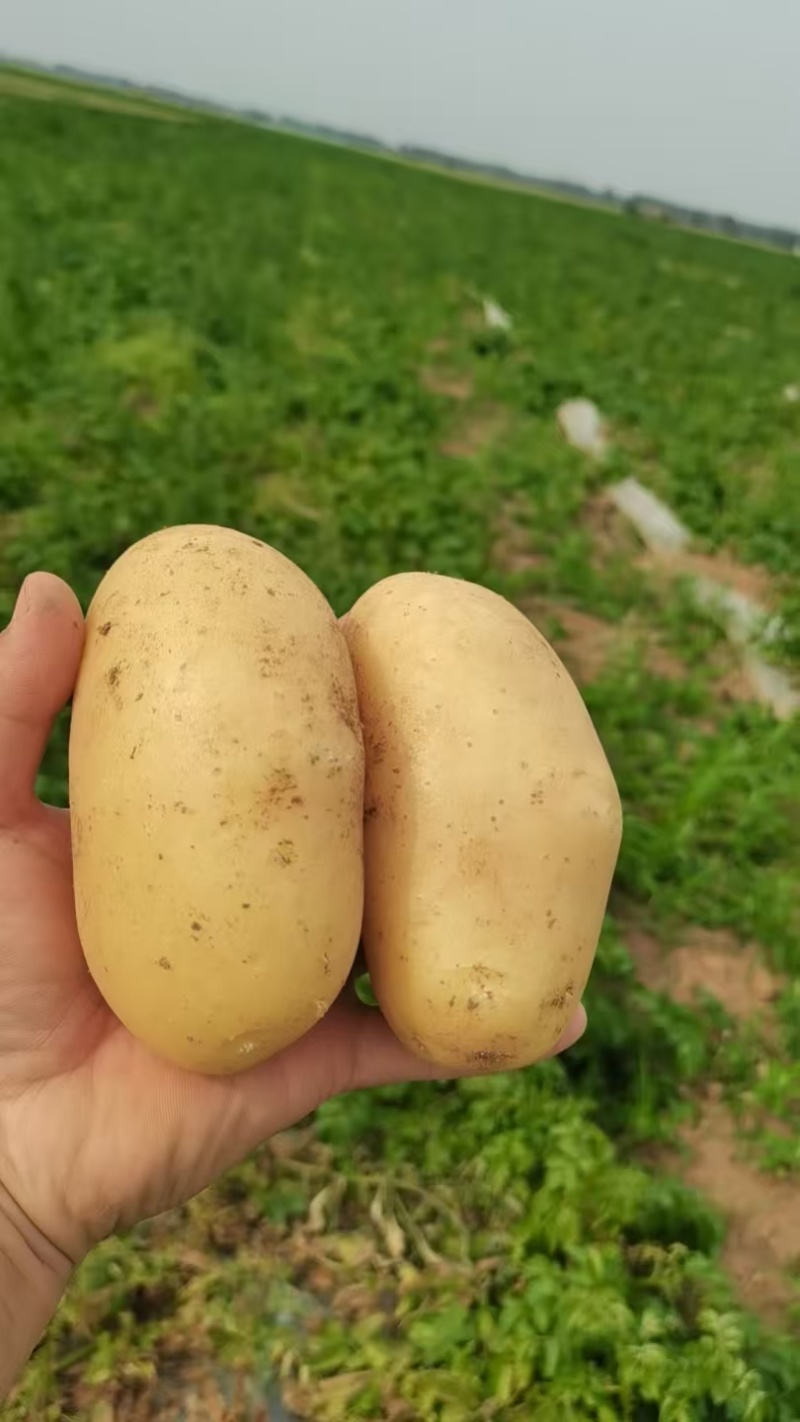 河南黄心土豆大量上市沃土系列