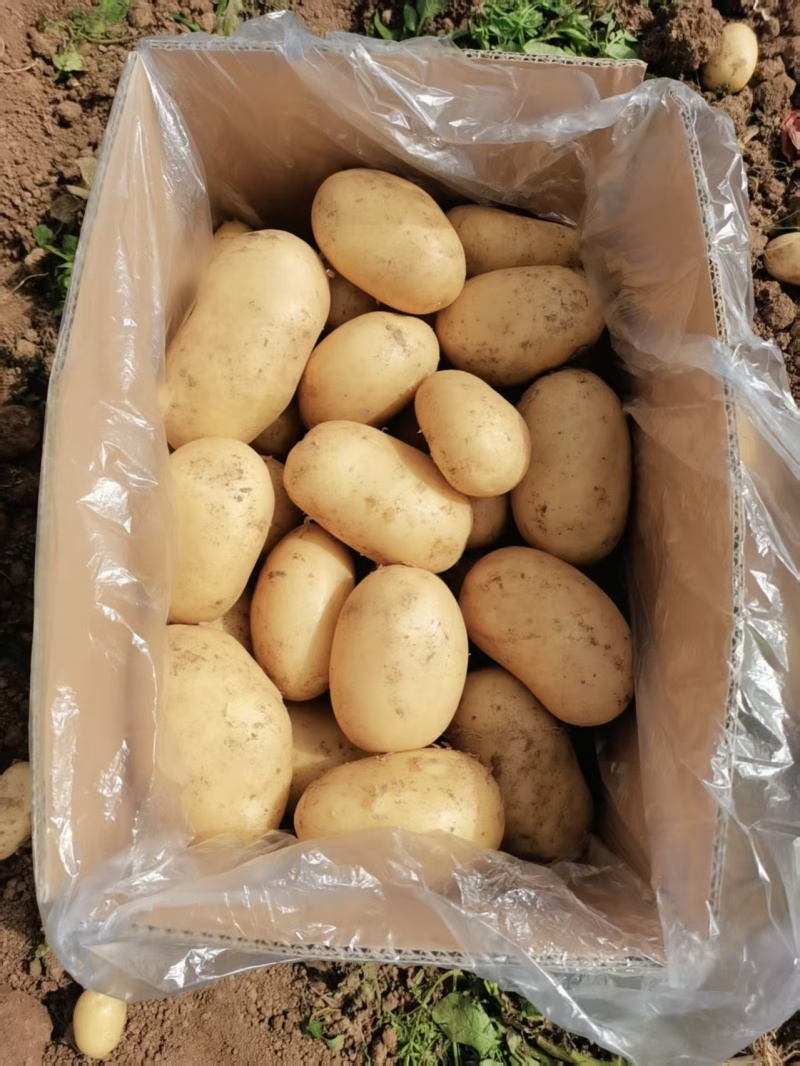河南黄心土豆大量上市沃土系列