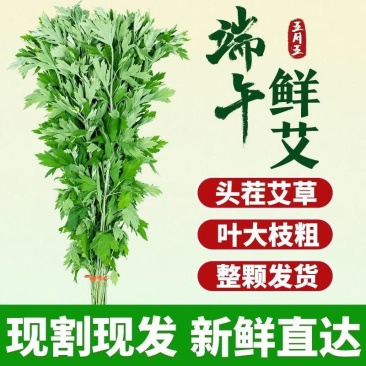 正宗新鲜整颗艾草端午现割现发基地装车预订中