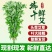 正宗新鲜整颗艾草端午现割现发基地装车预订中