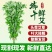 正宗新鲜整颗艾草端午现割现发基地装车预订中