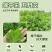 正宗新鲜整颗艾草端午现割现发基地装车预订中