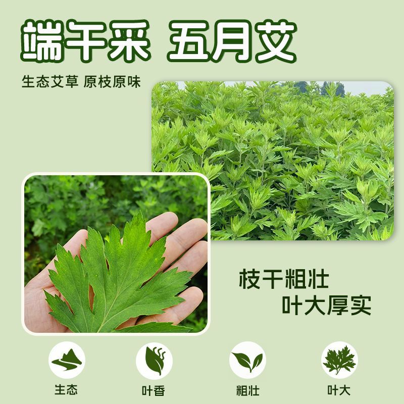 正宗新鲜整颗艾草端午现割现发基地装车预订中