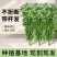 正宗新鲜整颗艾草端午现割现发基地装车预订中