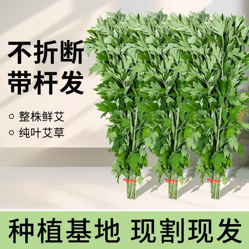 正宗新鲜整颗艾草端午现割现发基地装车预订中
