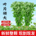 正宗新鲜整颗艾草端午现割现发基地装车预订中