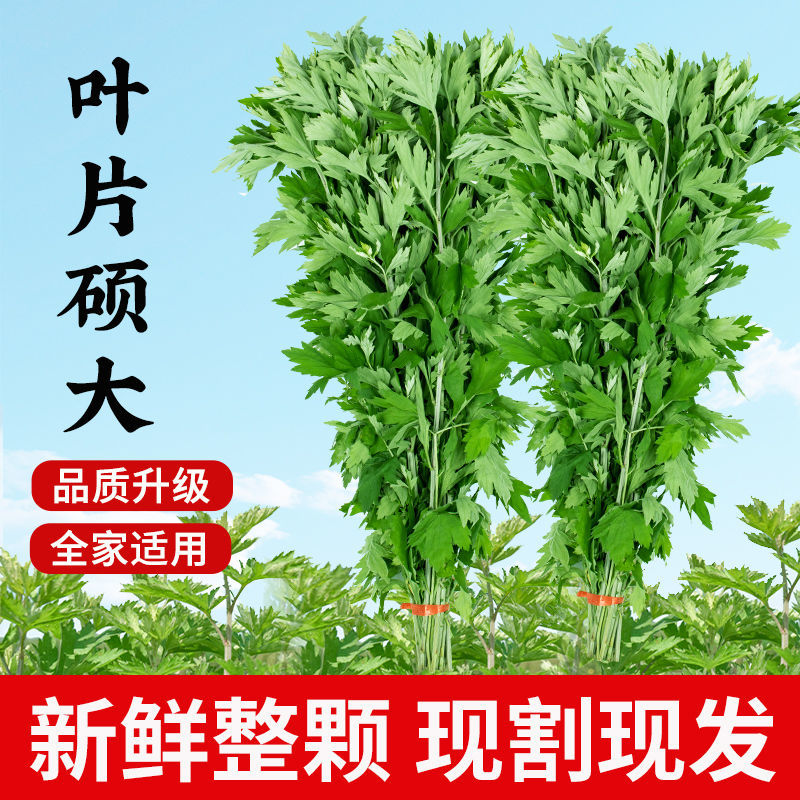 正宗新鲜整颗艾草端午现割现发基地装车预订中
