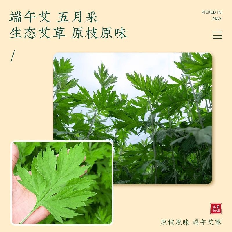 正宗新鲜整颗艾草端午现割现发基地装车预订中