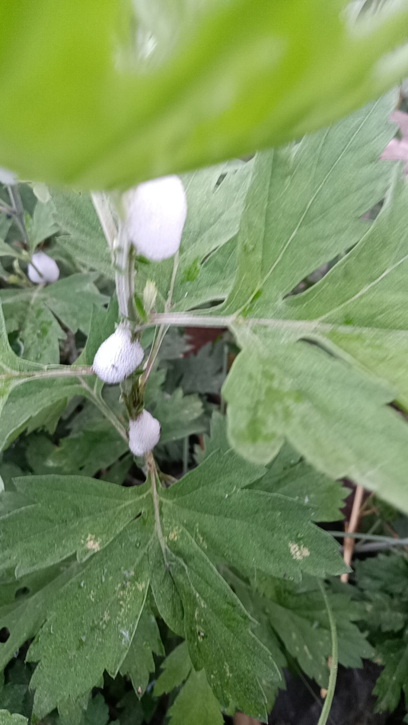 正宗新鲜整颗艾草端午现割现发基地装车预订中
