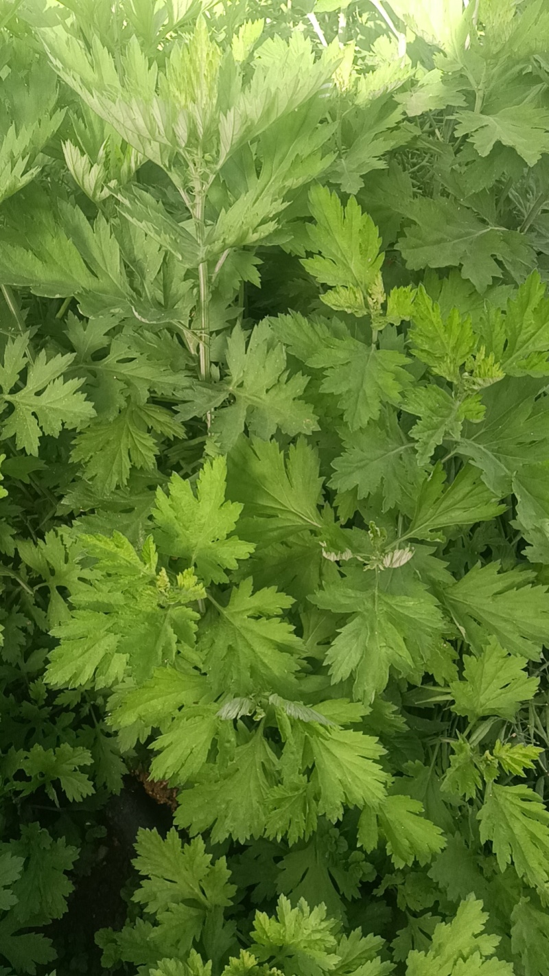 正宗新鲜整颗艾草端午现割现发基地装车预订中