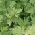 正宗新鲜整颗艾草端午现割现发基地装车预订中