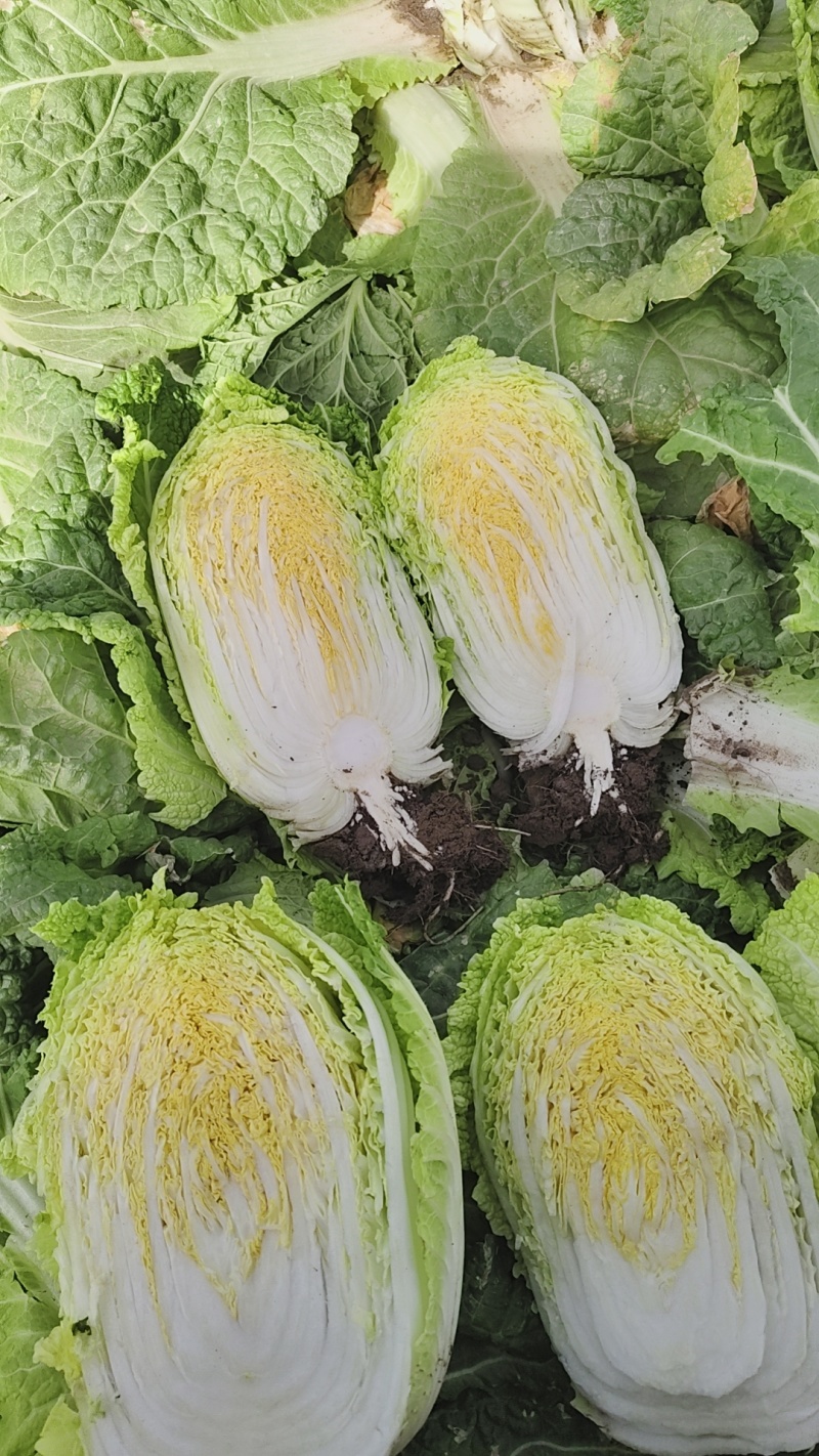 娃娃菜