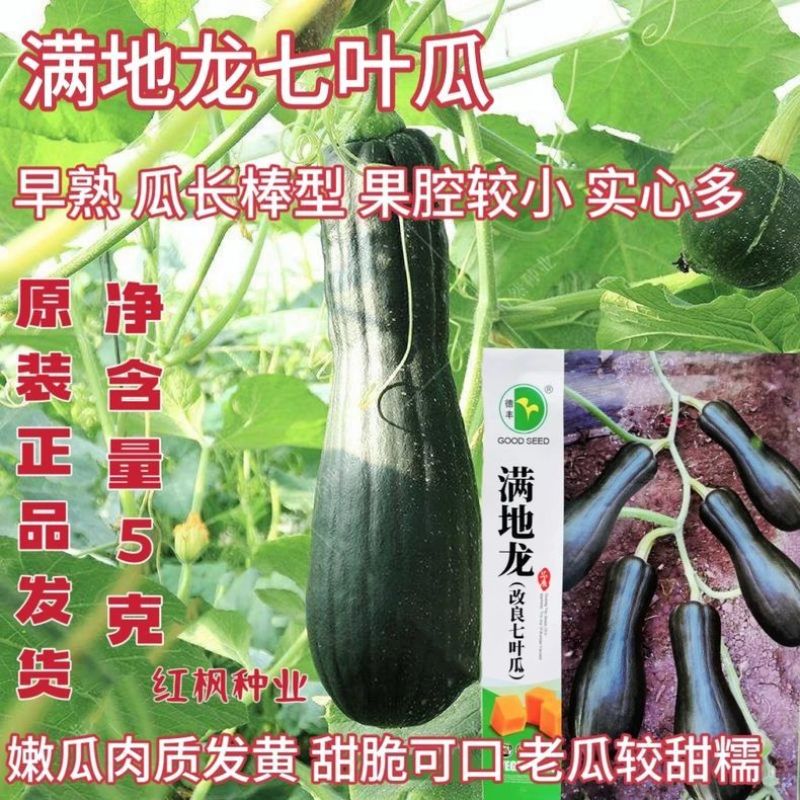 满地龙改良七叶瓜种子早熟高产抗病小南瓜种籽四季播甜糯南瓜