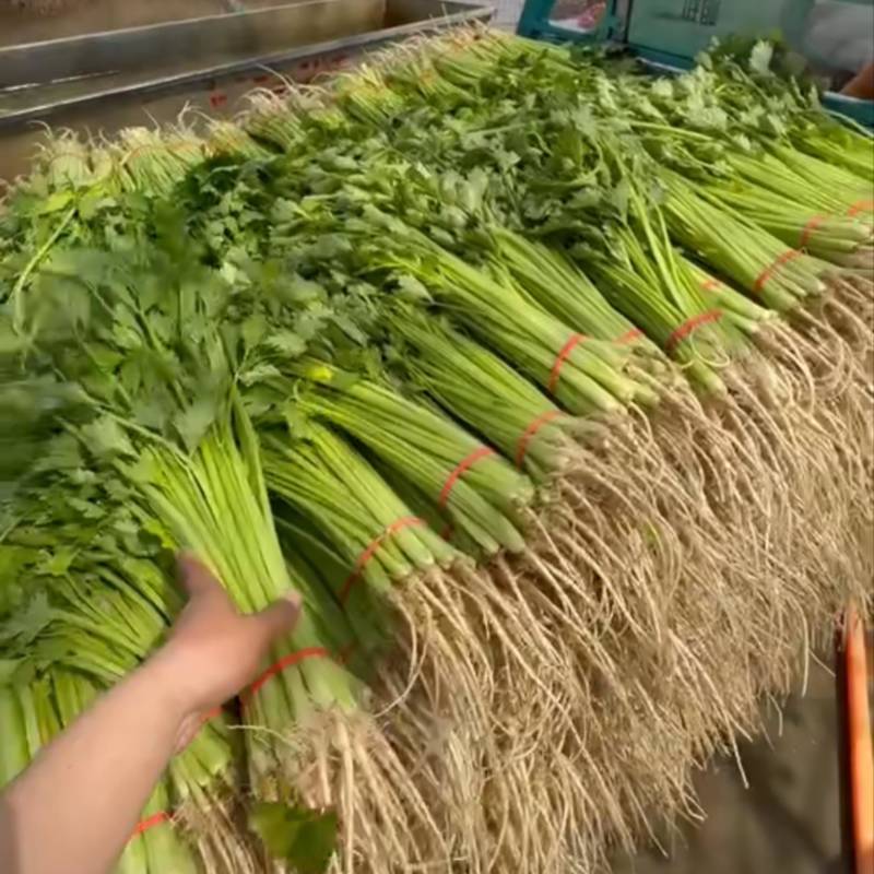 香芹大量供应