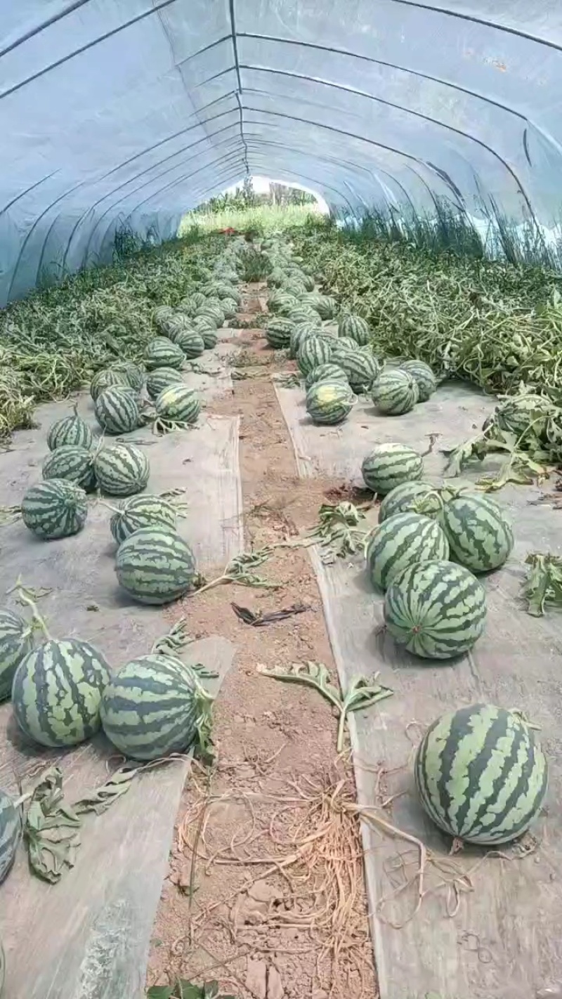 精品麒麟西瓜大量上市保熟保甜，对接批发市场超市等