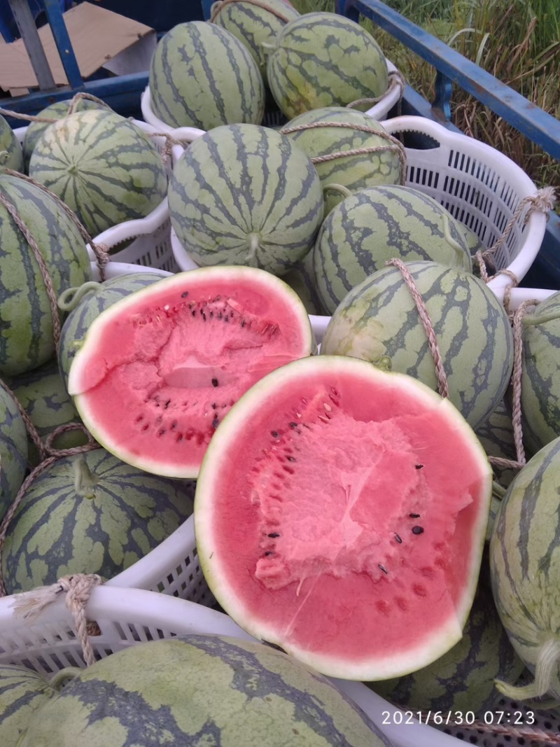 精品麒麟西瓜大量上市保熟保甜，对接批发市场超市等