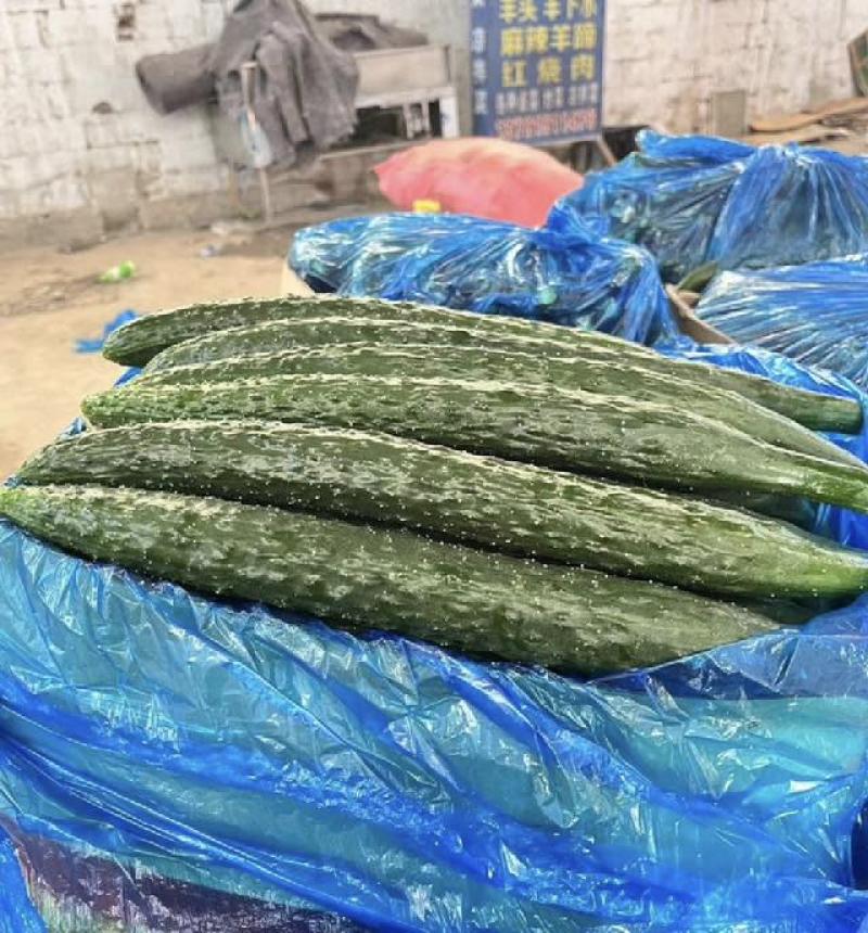 密刺黄瓜，品质保证，产地直发，价格优惠，可视频看货沟通
