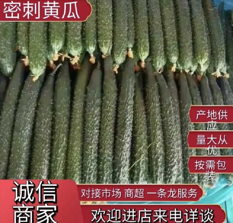 密刺黄瓜，品质保证，产地直发，价格优惠，可视频看货沟通