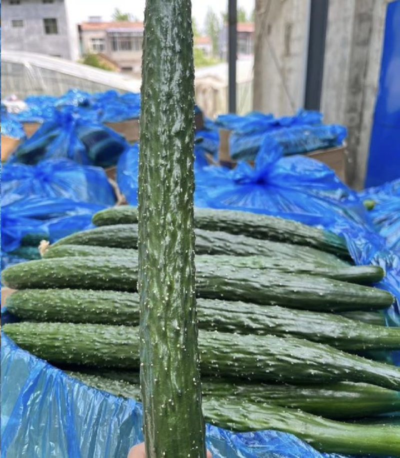 密刺黄瓜，品质保证，产地直发，价格优惠，可视频看货沟通